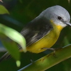 Eopsaltria australis (Eastern Yellow Robin) at Gibberagee, NSW - 14 Jul 2019 by AaronClausen