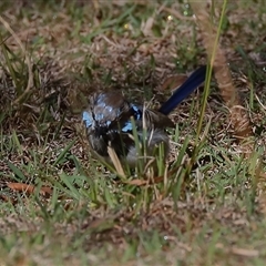 Malurus cyaneus (Superb Fairywren) at Gibberagee, NSW - 14 Jul 2019 by AaronClausen