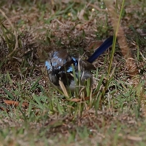 Malurus cyaneus at Gibberagee, NSW - 14 Jul 2019 09:45 PM