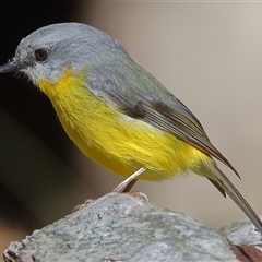 Eopsaltria australis (Eastern Yellow Robin) at Gibberagee, NSW - 14 Jul 2019 by Bungybird