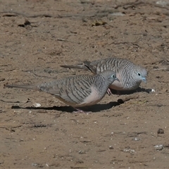 Geopelia placida (Peaceful Dove) at Gibberagee, NSW - 14 Jul 2019 by AaronClausen