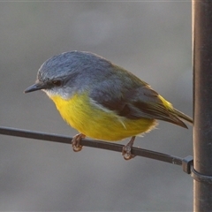 Eopsaltria australis (Eastern Yellow Robin) at Gibberagee, NSW - 14 Jul 2019 by Bungybird