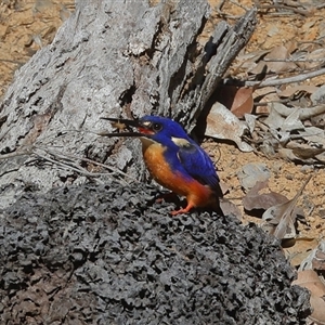 Ceyx azureus at Gibberagee, NSW - 14 Jul 2019 11:58 PM