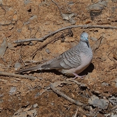 Ocyphaps lophotes at Gibberagee, NSW - 14 Jul 2019 by AaronClausen