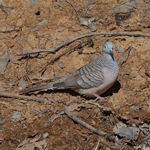 Geopelia placida at Gibberagee, NSW - 15 Jul 2019