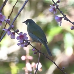 Meliphaga lewinii (Lewin's Honeyeater) at Gibberagee, NSW - 12 Jul 2019 by Bungybird