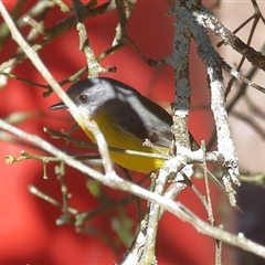 Eopsaltria australis (Eastern Yellow Robin) at Gibberagee, NSW - 12 Jul 2019 by AaronClausen