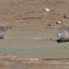 Ocyphaps lophotes at Gibberagee, NSW - 12 Jul 2019 by AaronClausen