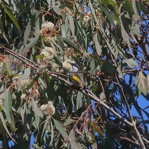 Phylidonyris niger at Gibberagee, NSW - 12 Jul 2019