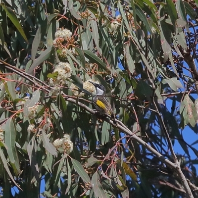 Phylidonyris niger at Gibberagee, NSW - 12 Jul 2019 by AaronClausen