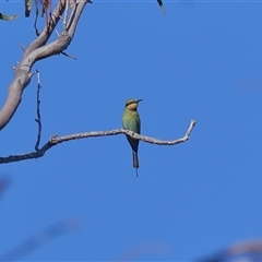 Merops ornatus (Rainbow Bee-eater) at Gibberagee, NSW - 12 Jul 2019 by Bungybird