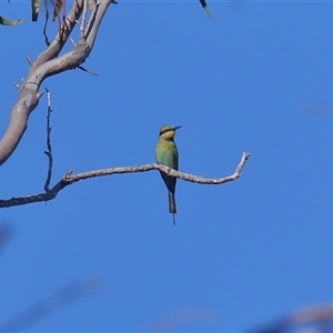 Merops ornatus at Gibberagee, NSW - 12 Jul 2019 11:52 PM