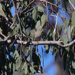 Caligavis chrysops at Gibberagee, NSW - 12 Jul 2019