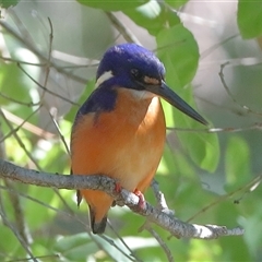 Ceyx azureus (Azure Kingfisher) at Gibberagee, NSW - 12 Jul 2019 by Bungybird