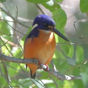 Ceyx azureus at Gibberagee, NSW - 12 Jul 2019