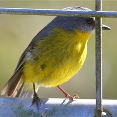 Eopsaltria australis (Eastern Yellow Robin) at Gibberagee, NSW - 12 Jul 2019 by Bungybird