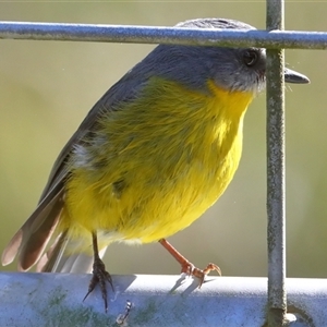 Eopsaltria australis at Gibberagee, NSW - 12 Jul 2019