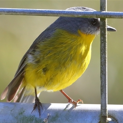 Eopsaltria australis at Gibberagee, NSW - 11 Jul 2019 by AaronClausen