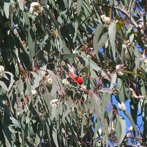 Myzomela sanguinolenta at Gibberagee, NSW - 11 Jul 2019