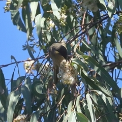 Meliphaga lewinii (Lewin's Honeyeater) at Gibberagee, NSW - 11 Jul 2019 by Bungybird