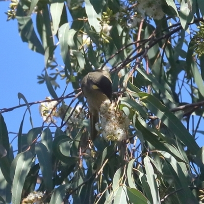 Meliphaga lewinii at Gibberagee, NSW - 11 Jul 2019 by AaronClausen