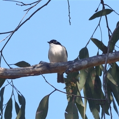 Melithreptus albogularis (White-throated Honeyeater) at Gibberagee, NSW - 11 Jul 2019 by Bungybird