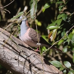 Geopelia humeralis (Bar-shouldered Dove) at Gibberagee, NSW - 11 Jul 2019 by AaronClausen