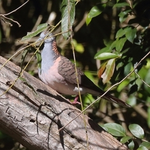 Geopelia humeralis at Gibberagee, NSW - 11 Jul 2019 10:53 PM