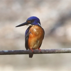 Ceyx azureus at Gibberagee, NSW - 12 Jul 2019