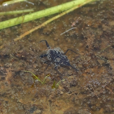 Laccotrephes tristis (Water Scorpion or Toe-biter) at Gibberagee, NSW - 7 Nov 2018 by Bungybird