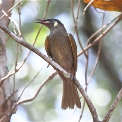 Meliphaga lewinii (Lewin's Honeyeater) at Gibberagee, NSW - 8 Nov 2018 by Bungybird