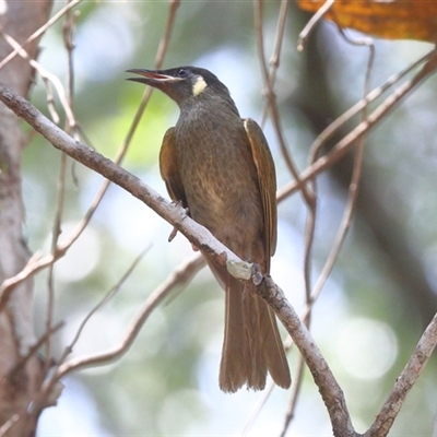 Meliphaga lewinii (Lewin's Honeyeater) at Gibberagee, NSW - 7 Nov 2018 by AaronClausen