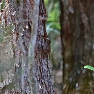 Caligavis chrysops at Gibberagee, NSW - 8 Nov 2018 01:05 AM