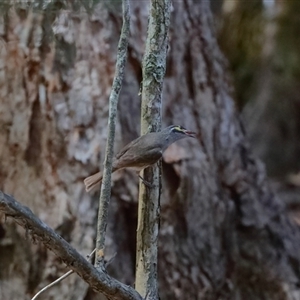 Caligavis chrysops at Gibberagee, NSW - 8 Nov 2018 01:05 AM