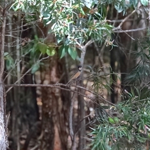 Pachycephala rufiventris at Gibberagee, NSW - 8 Nov 2018 01:08 AM