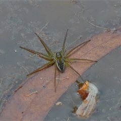 Dolomedes facetus (Crafty Fishing Spider) at Gibberagee, NSW - 6 Nov 2018 by Bungybird