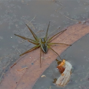 Dolomedes facetus at Gibberagee, NSW - 6 Nov 2018 10:10 PM