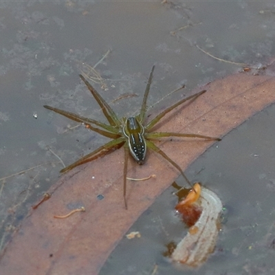 Dolomedes facetus (Crafty Fishing Spider) at Gibberagee, NSW - 6 Nov 2018 by AaronClausen