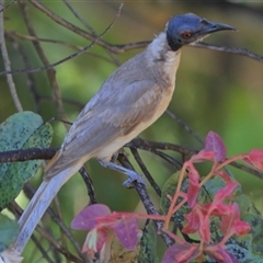 Philemon corniculatus (Noisy Friarbird) at Gibberagee, NSW - 5 Nov 2018 by AaronClausen