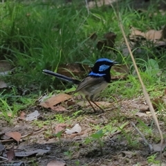 Malurus cyaneus (Superb Fairywren) at Gibberagee, NSW - 5 Nov 2018 by Bungybird