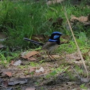 Malurus cyaneus at Gibberagee, NSW - 5 Nov 2018 11:30 PM