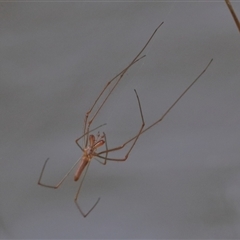 Tetragnatha sp. (genus) (Long-jawed spider) at Gibberagee, NSW - 4 Nov 2018 by Bungybird