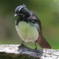 Rhipidura leucophrys (Willie Wagtail) at Gibberagee, NSW - 4 Nov 2018 by Bungybird