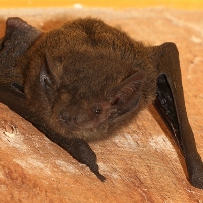 Vespadelus sp. (genus) (A vesper forest bat) at Gibberagee, NSW - 21 Dec 2016 by Bungybird