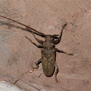 Acalolepta sp. at Gibberagee, NSW by Bungybird