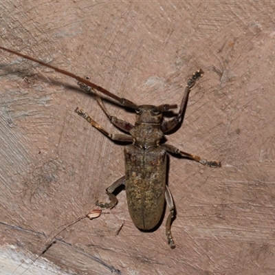 Acalolepta sp. at Gibberagee, NSW - 19 Dec 2016 by Bungybird