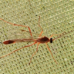 Netelia sp. (genus) at Gibberagee, NSW - 9 Nov 2016 by Bungybird