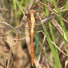 Orthetrum villosovittatum at Gibberagee, NSW - 20 Dec 2015 by AaronClausen