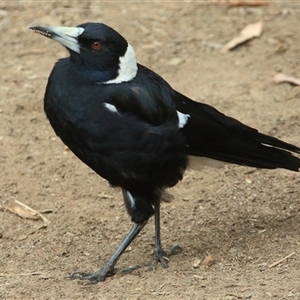 Gymnorhina tibicen at Gibberagee, NSW - 13 Nov 2014