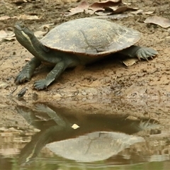 Chelodina longicollis at Gibberagee, NSW - 13 Nov 2014 by AaronClausen